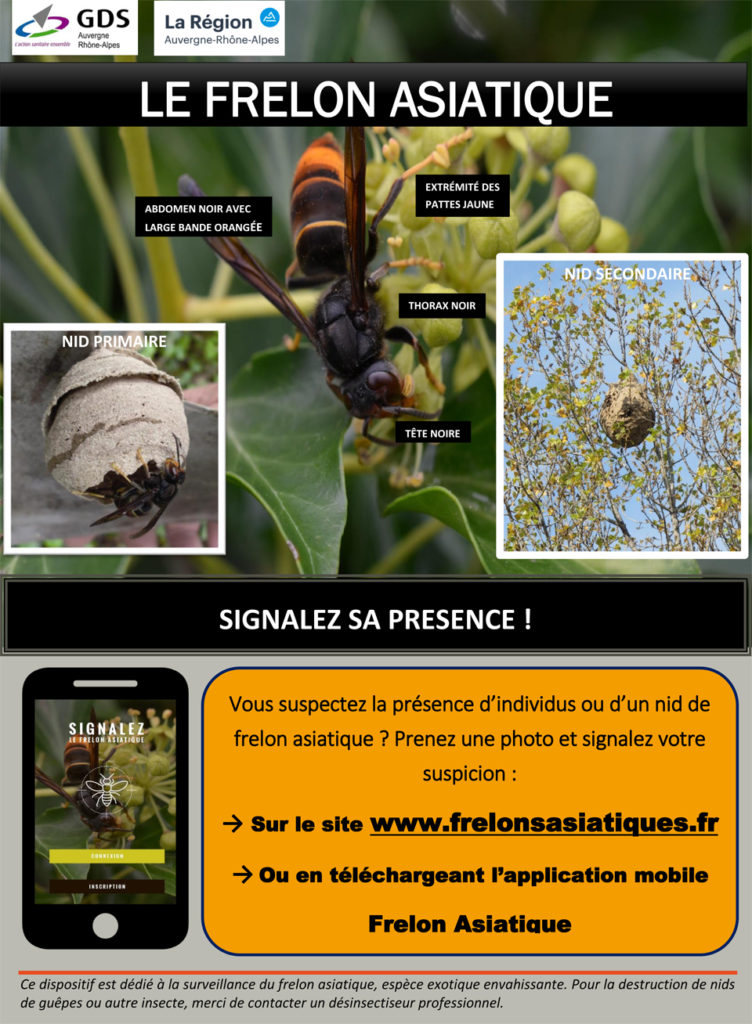 Affiche frelon asiatique