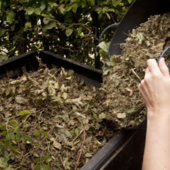 Bac à compost