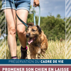 PL-cadre-de-vie-chien