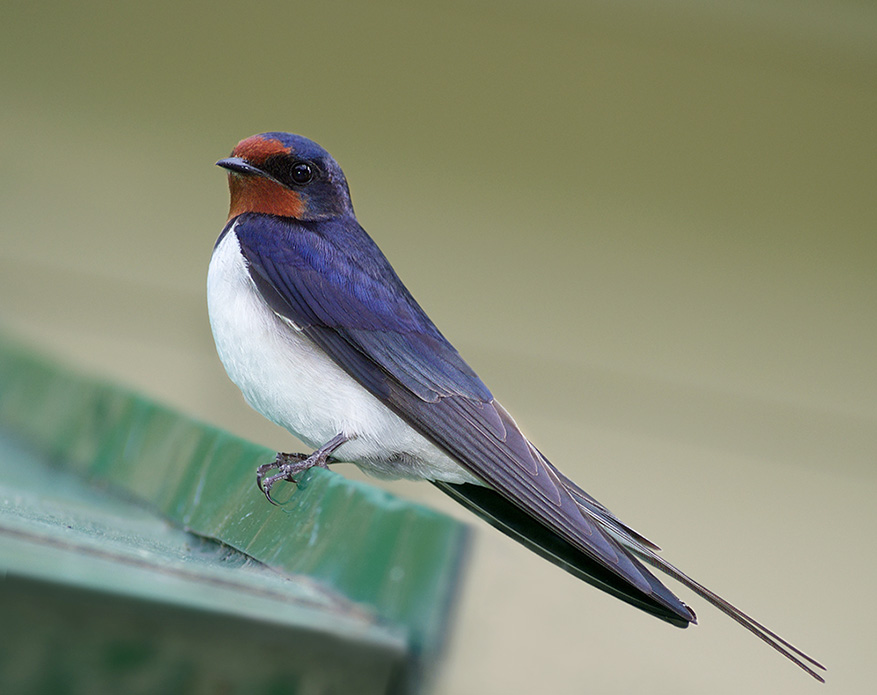 hirondelle